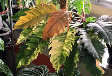 필로덴드론 카라멜 마블(Philodendron Caramel Marble)