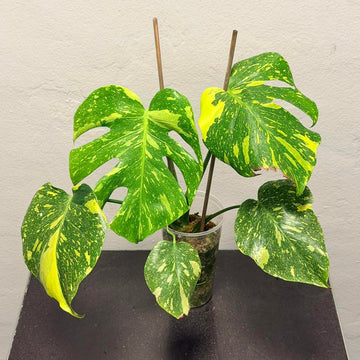 몬스테라 실내식물 키우기 및 관리 방법 (Monstera)