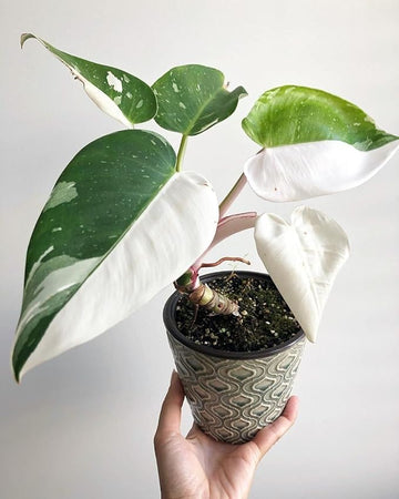 필로덴드론 화이트 위저드 키우기 및 관리 방법 (Philodendron White Wizard)