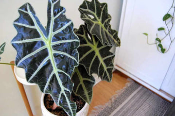 알로카시아 키우기 및 관리 방법 (Alocasia)