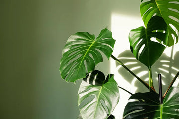 몬스테라 키우기 및 관리 방법 (Monstera)