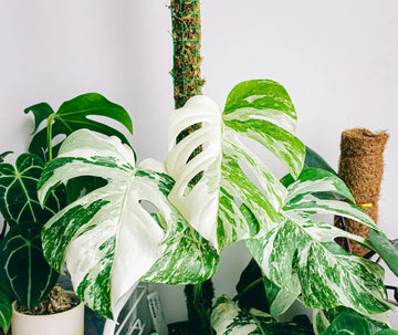 몬스테라 알보 키우기 및 관리 방법 (Monstera Albo)