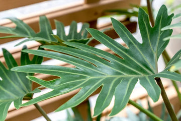 필로덴드론을 실외에서 키우고 관리하는 방법 (Philodendron)