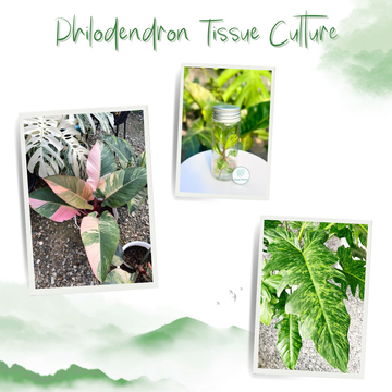 Philodendron