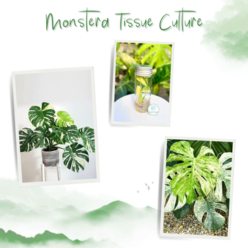 Monstera