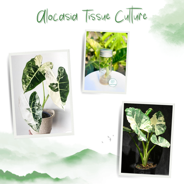 Alocasia