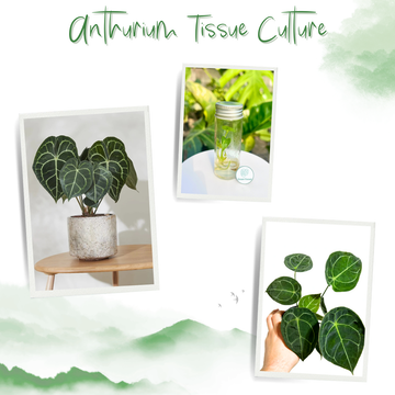 Anthurium