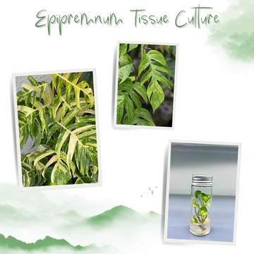 Epipremnum