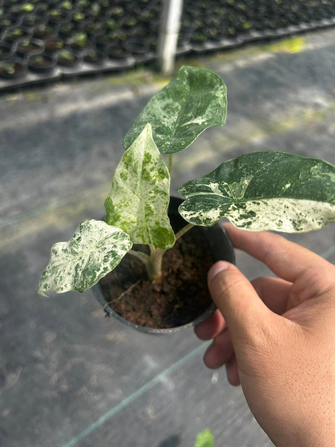 Alocasia Odora Batik