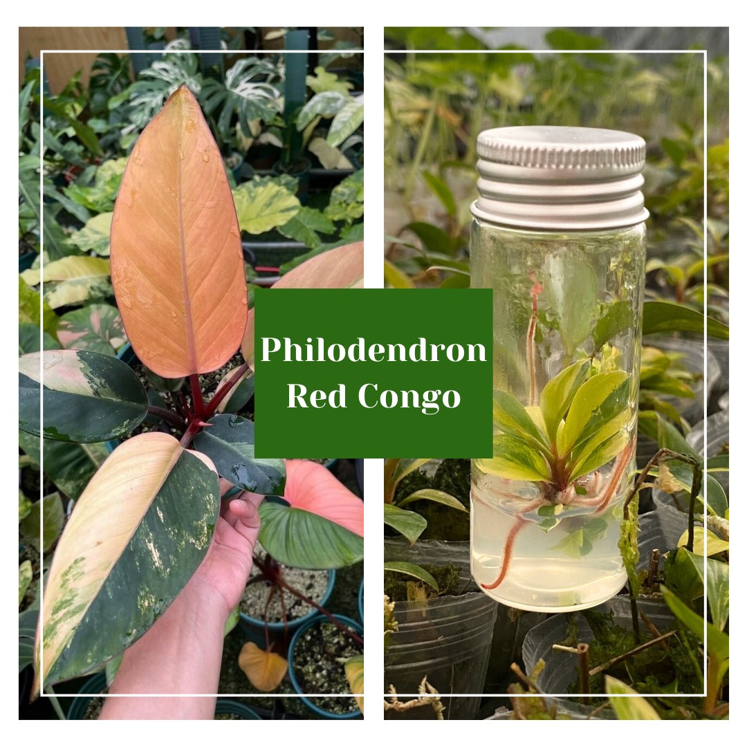 Philodendron Red Congo Variegated
