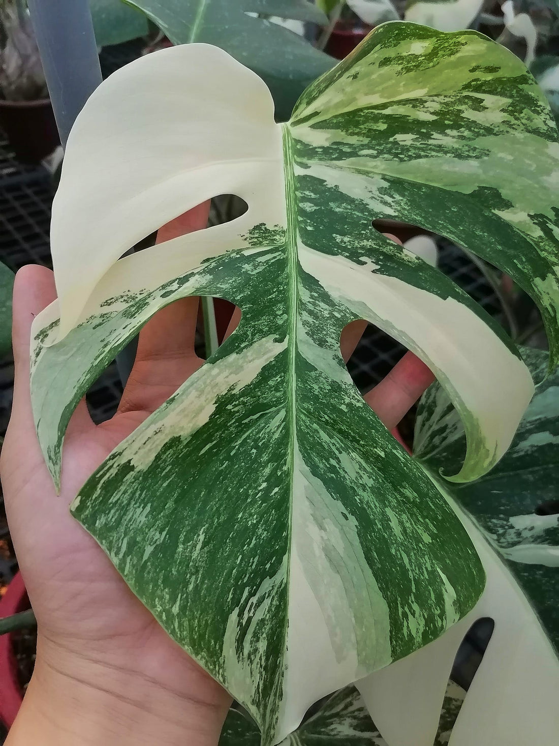 Monstera Borsigiana Albo