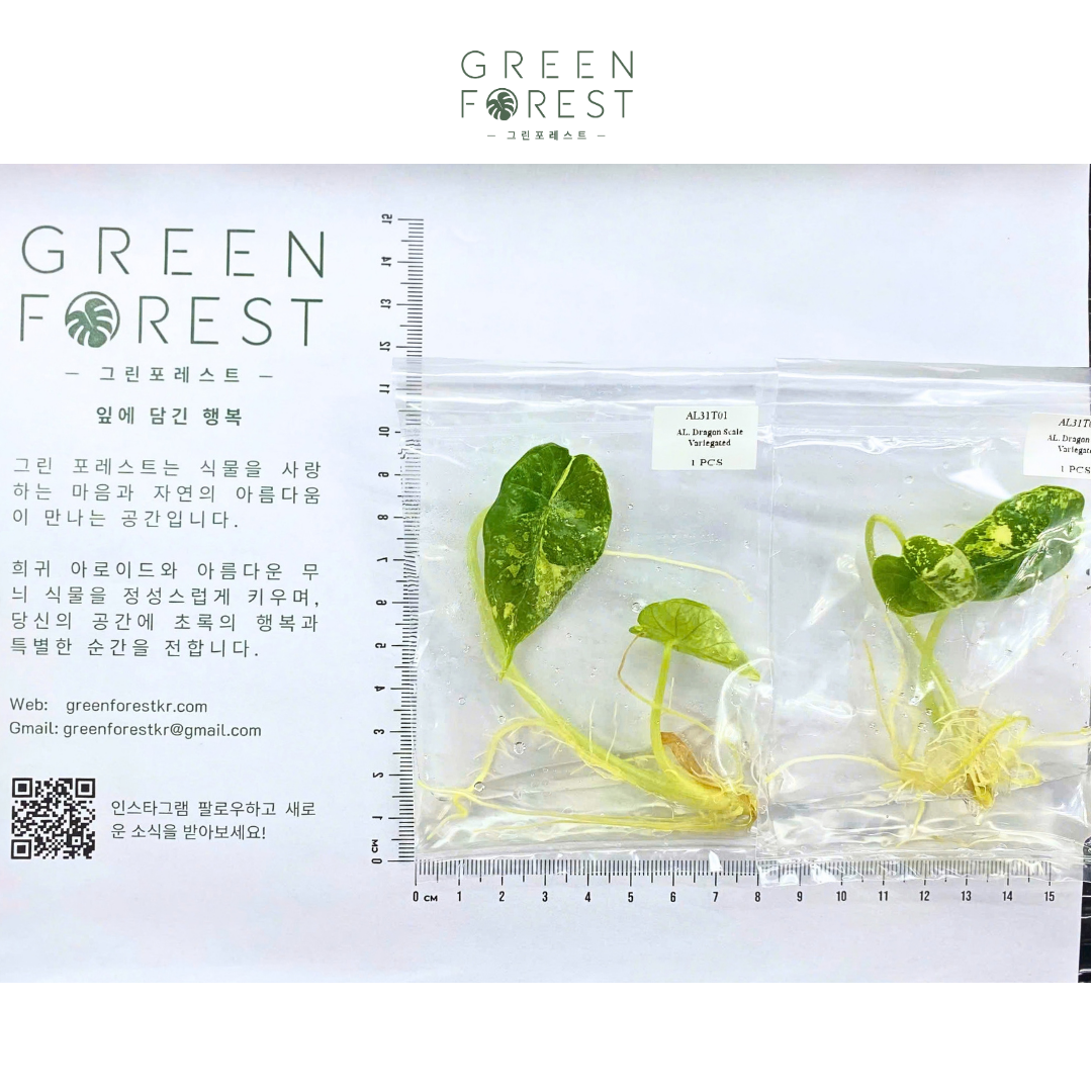 알로카시아 드래곤 스케일 화이트 바리에가타 조직배양 - 재배자 선택 품종 (Alocasia Dragon Scale White Variegated)