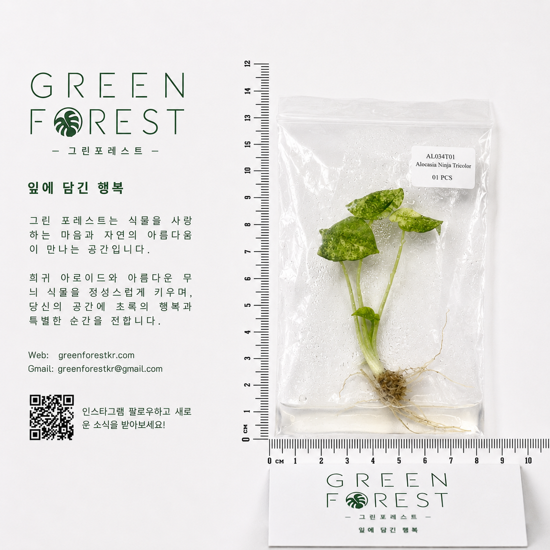 알로카시아 닌자 트리컬러조직배양 - 재배자 선택 품종 (Alocasia Ninja Tricolor)