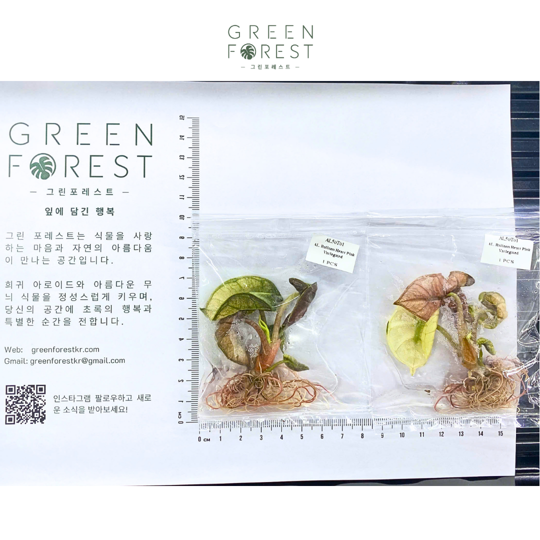 알로카시아 벌룬 하트 핑크 바리에가타 조직배양 - 재배자 선택 품종 (Alocasia Balloon Heart Pink Variegated)