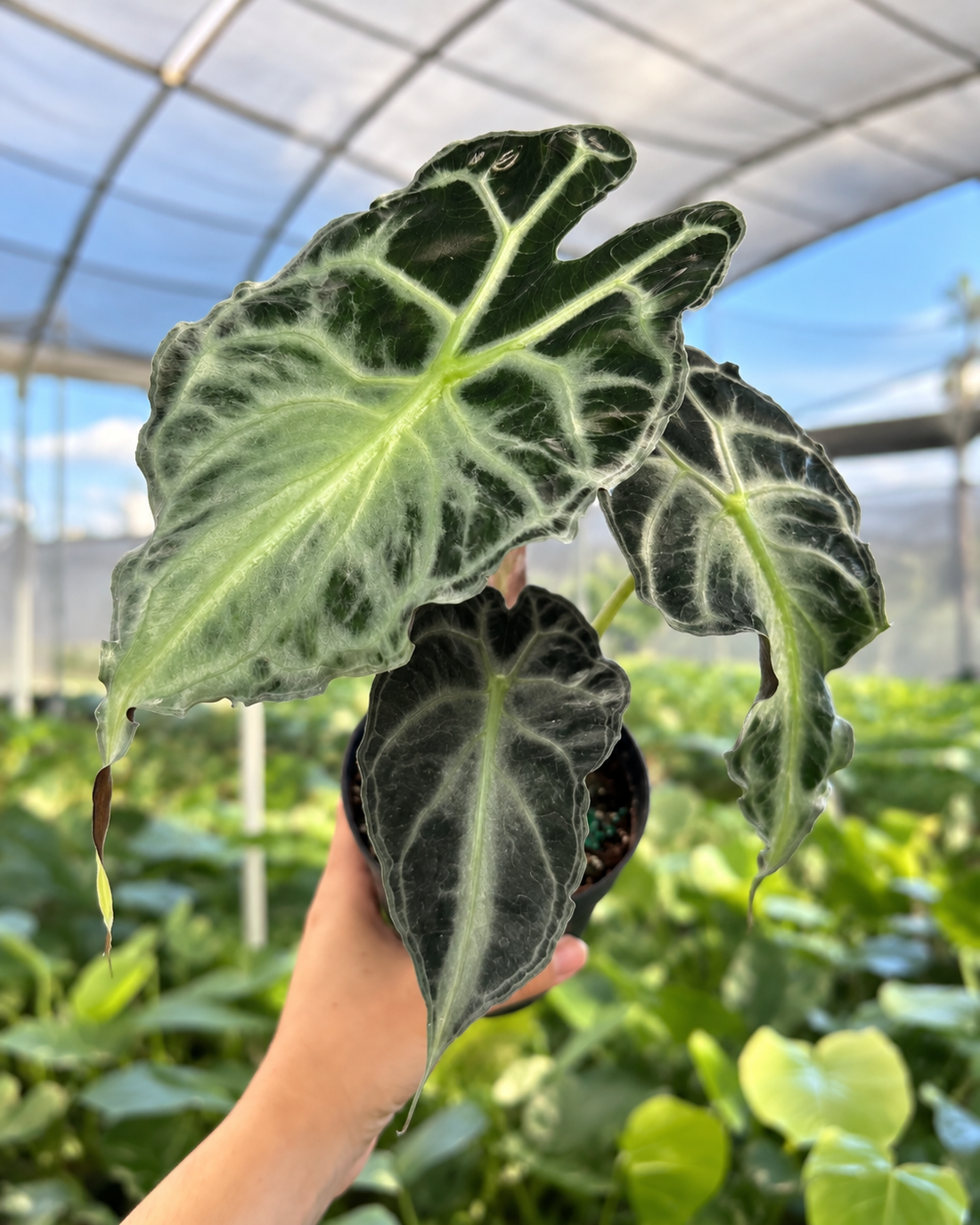 알로카시아 베놈 조직배양 - 재배자 선택 품종 (Alocasia Venom)