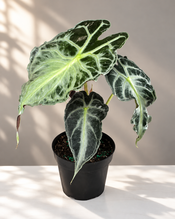 Monstera Thai Constellation High Variegated