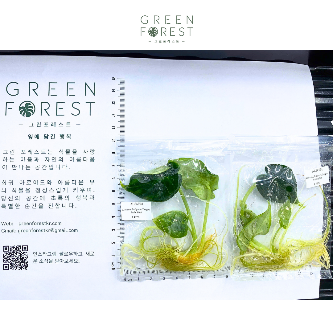 알로카시아 드래곤 스케일 민트 조직배양 - 재배자 선택 품종 (Alocasia Dragon Scale Mint)