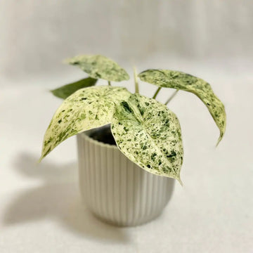 알로카시아 드래곤 스케일 민트 (Alocasia Dragon Scale Mint)
