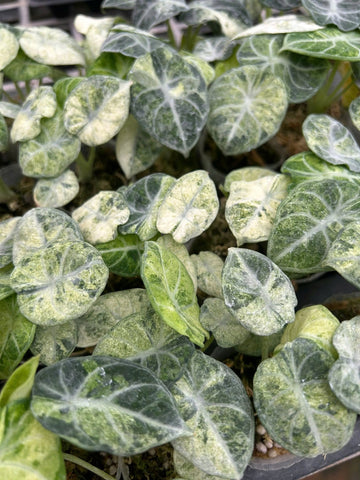 알로카시아 닌자 트리컬러조직배양 - 재배자 선택 품종 (Alocasia Ninja Tricolor)