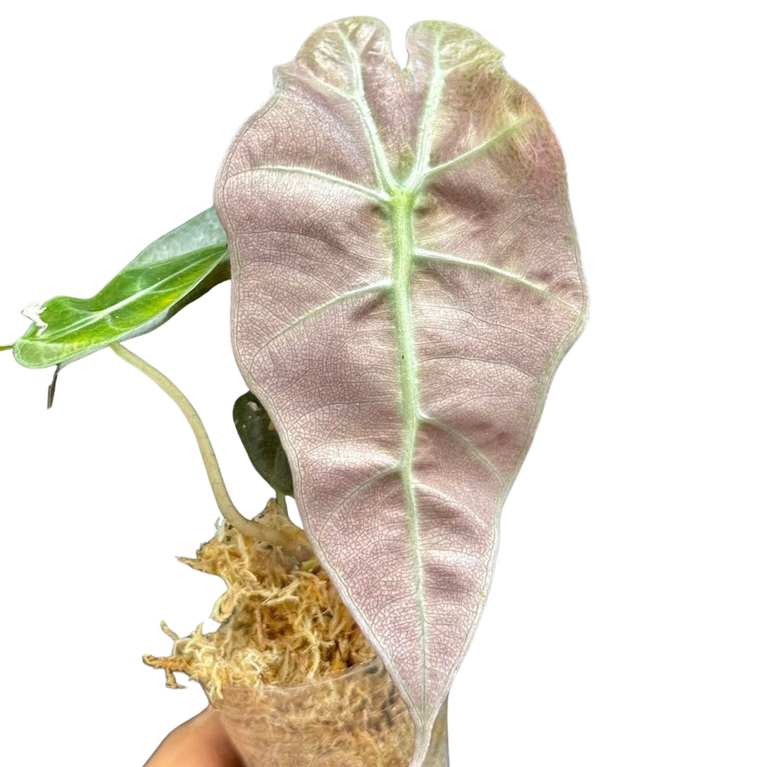 알로카시아 폴리 핑크 민트 (Alocasia Polly Pink Mint)