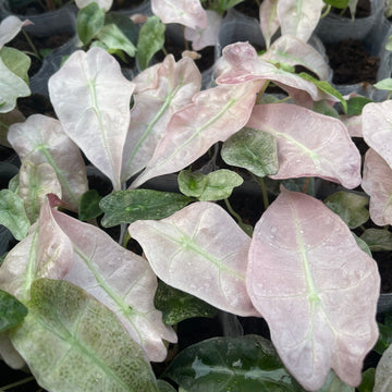 알로카시아 폴리 핑크 민트 (Alocasia Polly Pink Mint)