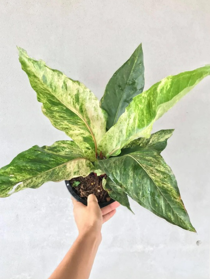 Anthurium Hookeri Variegated