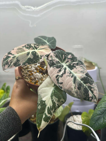 알로카시아 블랙벨벳 핑크 바리에가타 (Alocasia Black Velvet Pink)