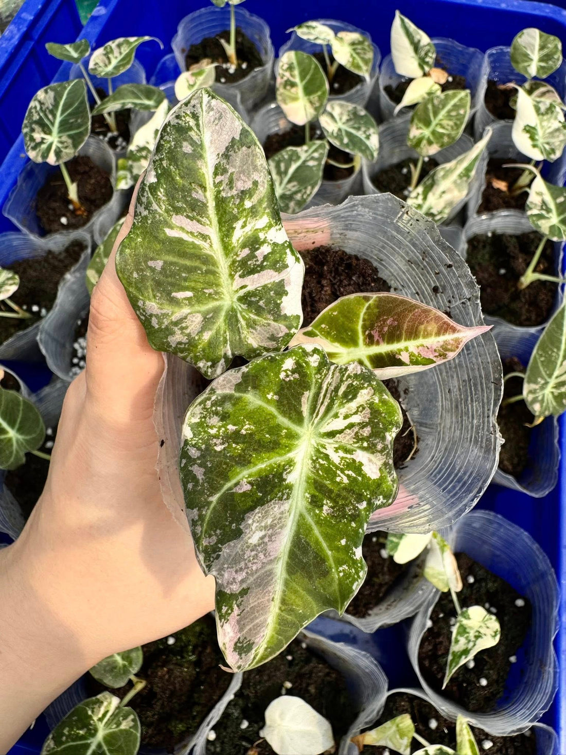 알로카시아 블랙벨벳 핑크 바리에가타 (Alocasia Black Velvet Pink)