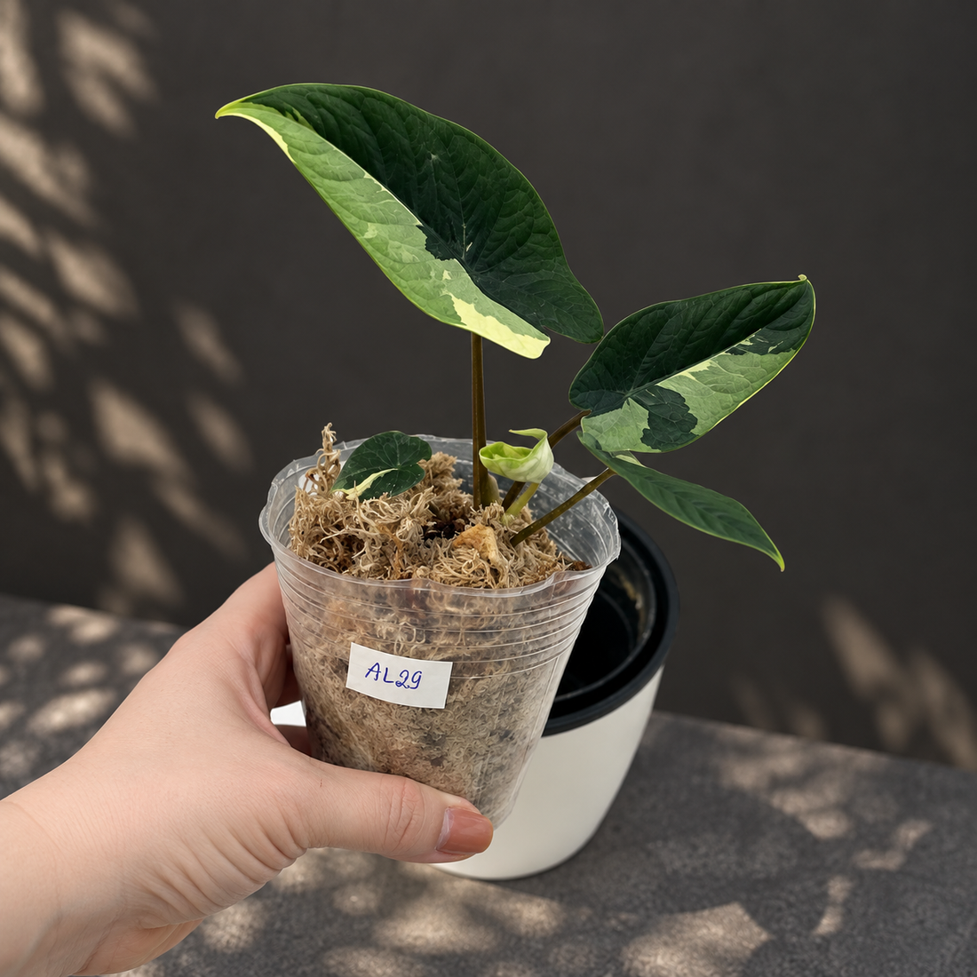 알로카시아 스칼프룸 바리에가타 알보 조직배양 - 재배자 선택 품종 (Alocasia Scalprum Variegated Albo)