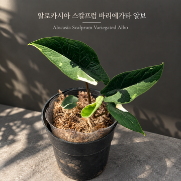 알로카시아 스칼프룸 바리에가타 알보 조직배양 - 재배자 선택 품종 (Alocasia Scalprum Variegated Albo)