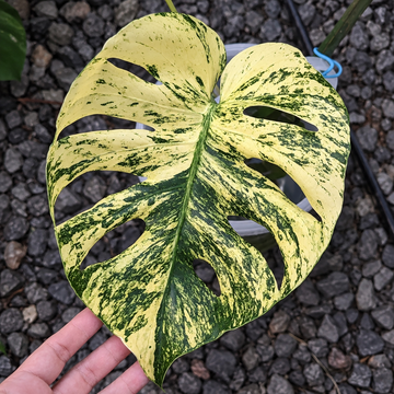 몬스테라 델리시오사 민트 시암 조직배양 - 재배자 선택 품종 (Monstera Deliciosa Mint Siam)