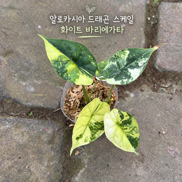 알로카시아 드래곤 스케일 화이트 바리에가타 조직배양 - 재배자 선택 품종 (Alocasia Dragon Scale White Variegated)