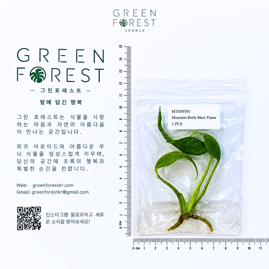 몬스테라 벌레 막스 플레임 조직배양 – 재배자 선택 품종 (Monstera Burle Marx Flame)