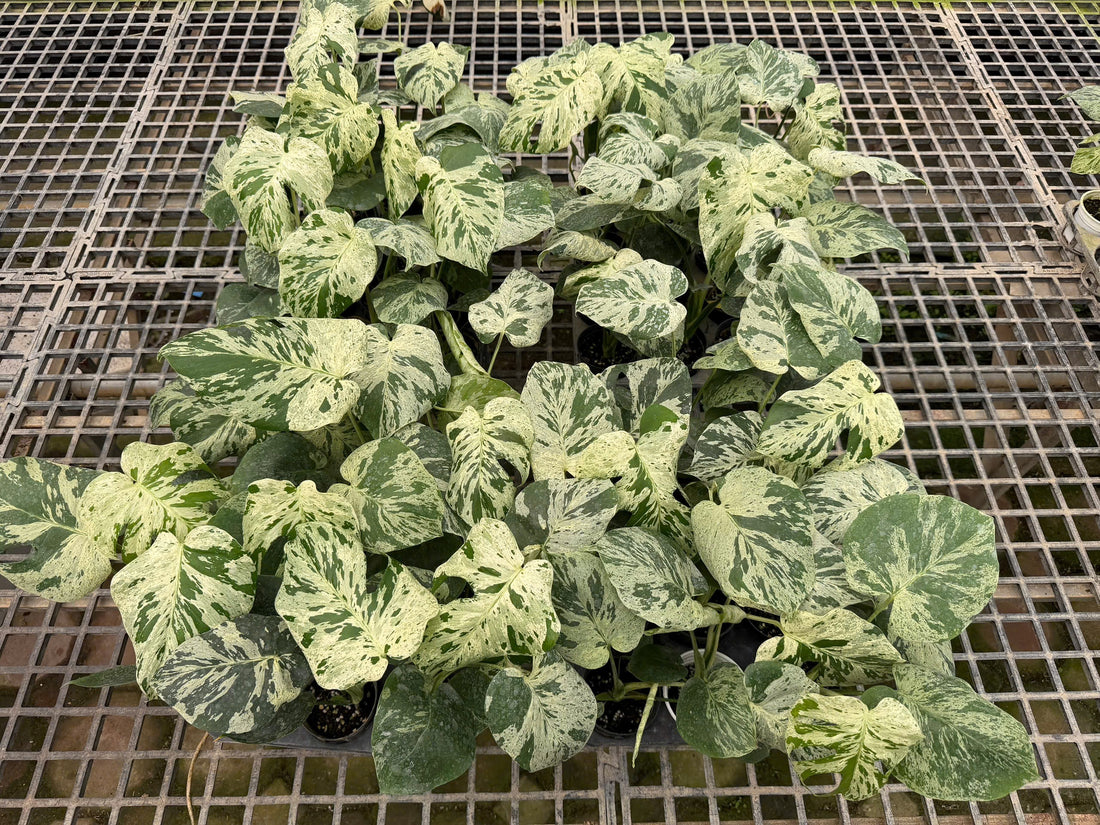 몬스테라 델리시오사 비에치오사 프리미엄조직배양 - 재배자 선택 품종 (Monstera Deliciosa Vietciosa Premium)