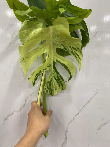 몬스테라 라이트 라임 조직배양 - 재배자 선택 품종 (Monstera Light Lime)