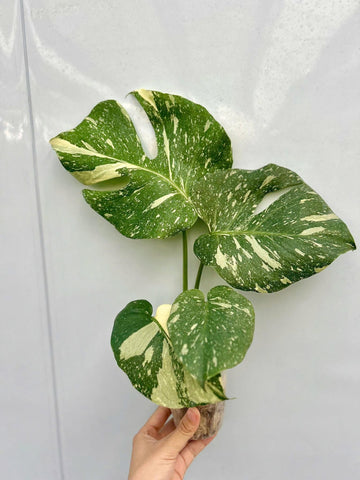 몬스테라 타이 컨스텔레이션 고무늬 조직배양 - 재배자 선택 품종 (Monstera Thai Constellation High Variegated)