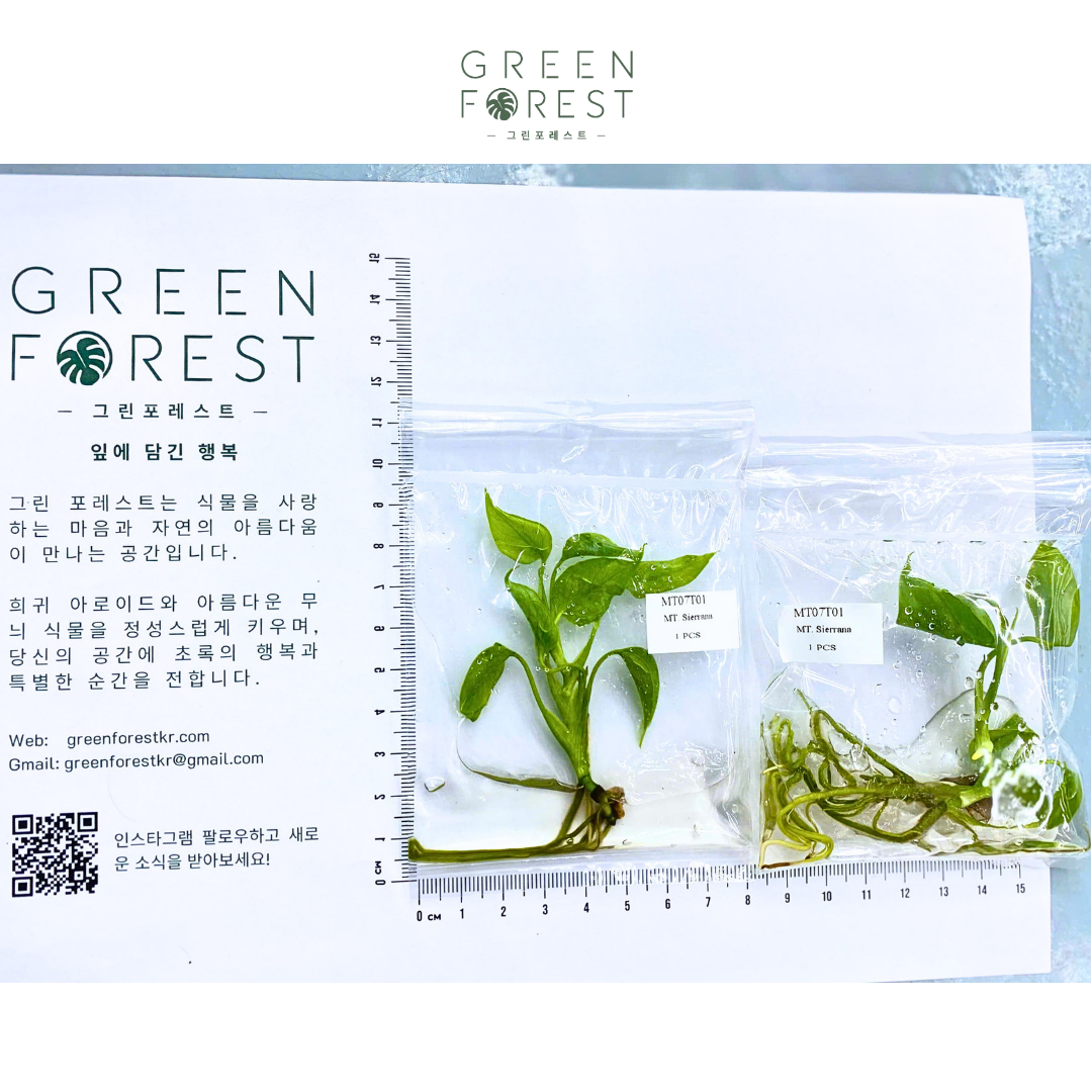 몬스테라 시에라나조직배양 - 재배자 선택 품종 (Monstera Sierrana)