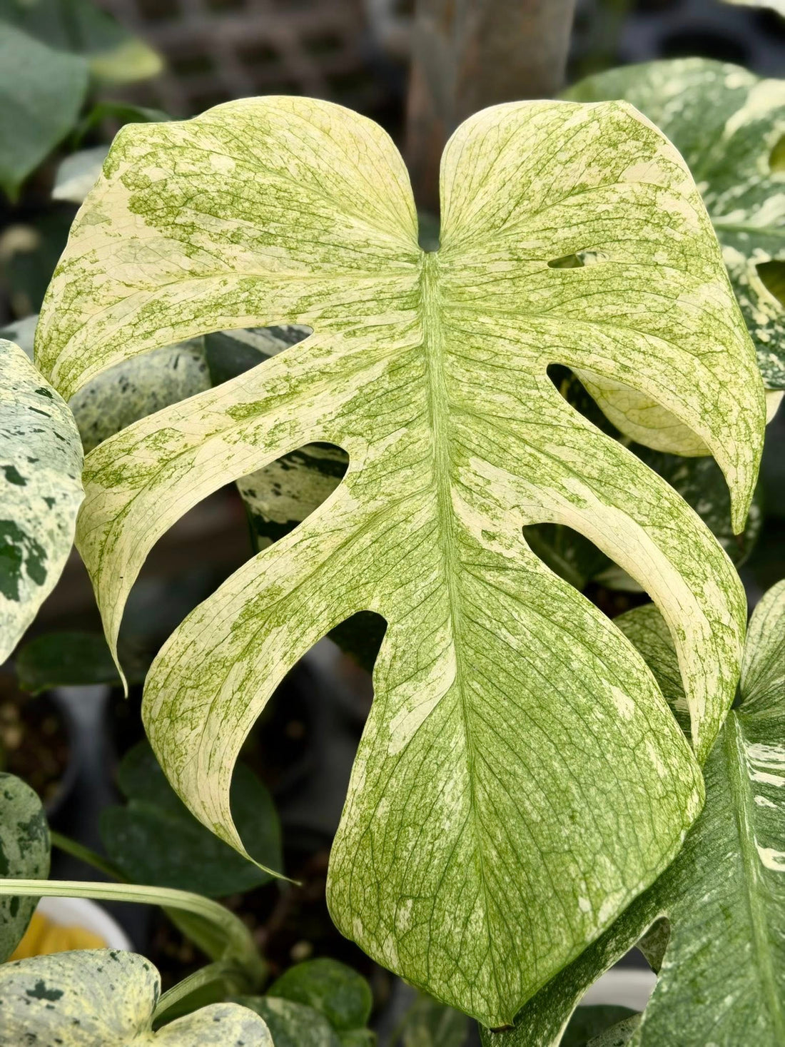 몬스테라 델리시오사 스핑크스 민트 조직배양 - 재배자 선택 품종 (Monstera Deliciosa Sphinx Mint)