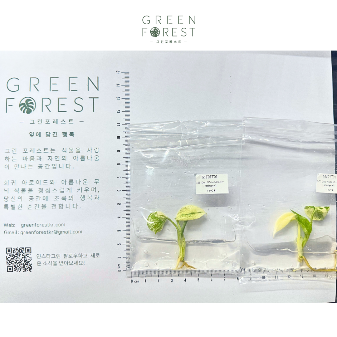 Monstera Deliciosa White Monster (몬스테라 델리시오사 화이트 몬스터)