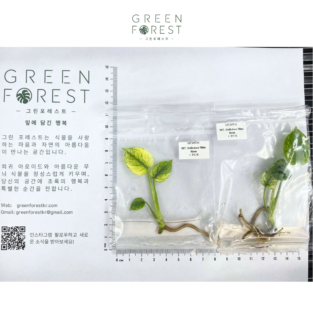몬스테라 델리시오사 민트 시암 조직배양 - 재배자 선택 품종 (Monstera Deliciosa Mint Siam)