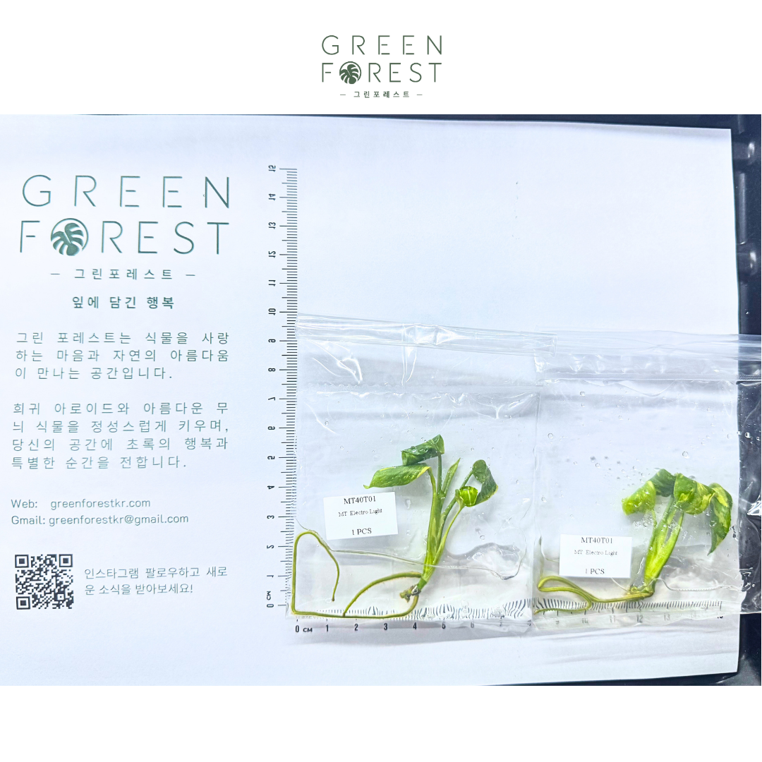 몬스테라 일렉트로 라이트 조직배양 - 재배자 선택 품종 (Monstera Electro Light)