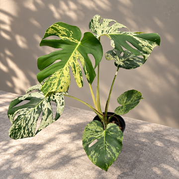 Monstera Deliciosa Vietciosa Premium Tissue Culture - Grower's Choice Cultivar