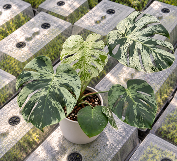 몬스테라 델리시오사 비에치오사 프리미엄조직배양 - 재배자 선택 품종 (Monstera Deliciosa Vietciosa Premium)
