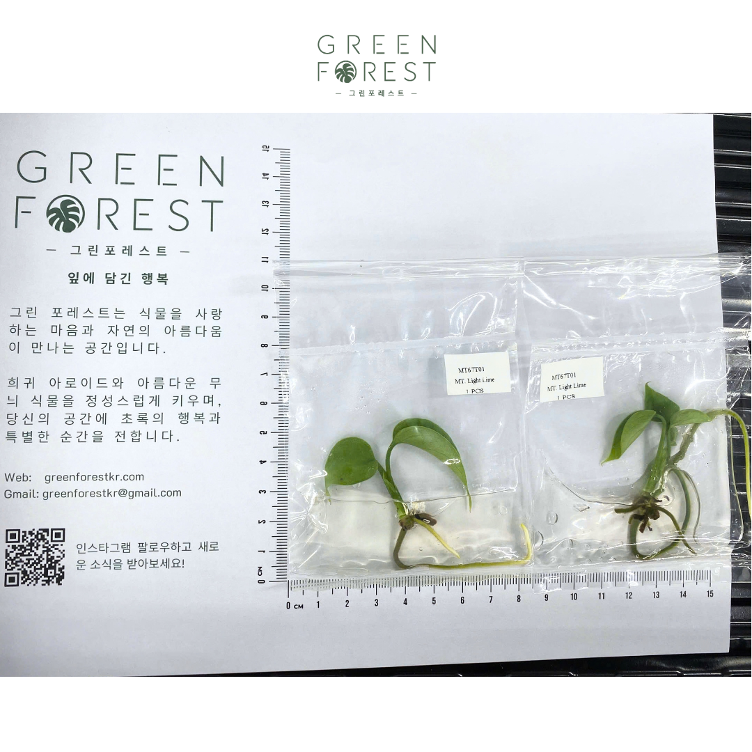 몬스테라 라이트 라임 조직배양 - 재배자 선택 품종 (Monstera Light Lime)