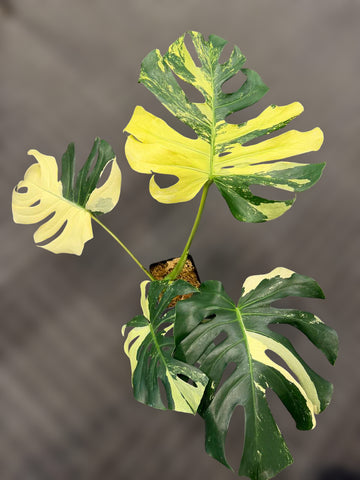 몬스테라 블루 민트 스트리아타 조직배양 - 재배자 선택 품종 (Monstera Blue Mint Striata)