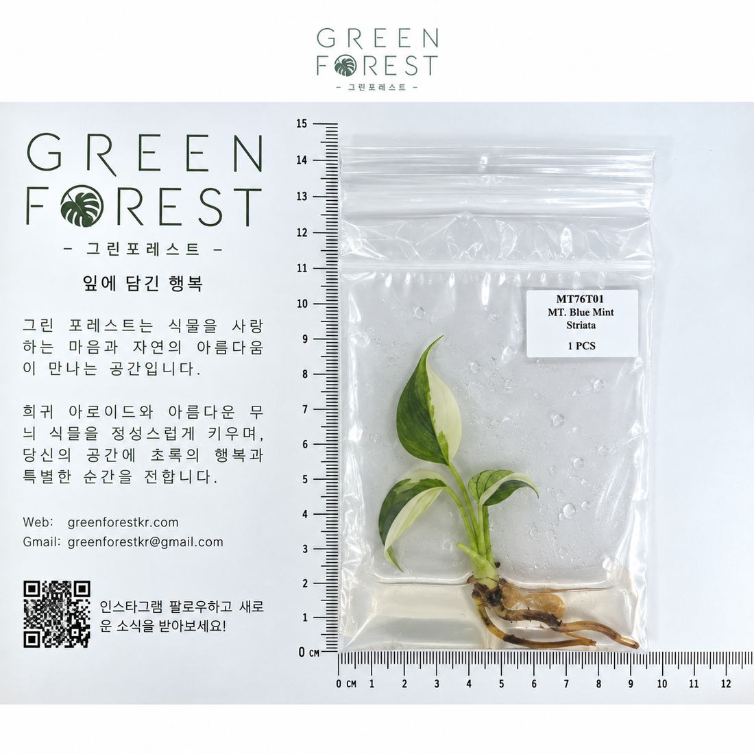몬스테라 블루 민트 스트리아타 조직배양 - 재배자 선택 품종 (Monstera Blue Mint Striata)