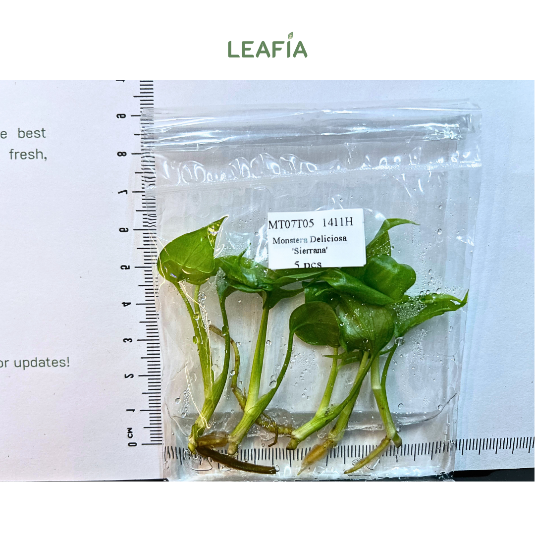 몬스테라 시에라나조직배양 - 재배자 선택 품종 (Monstera Sierrana)