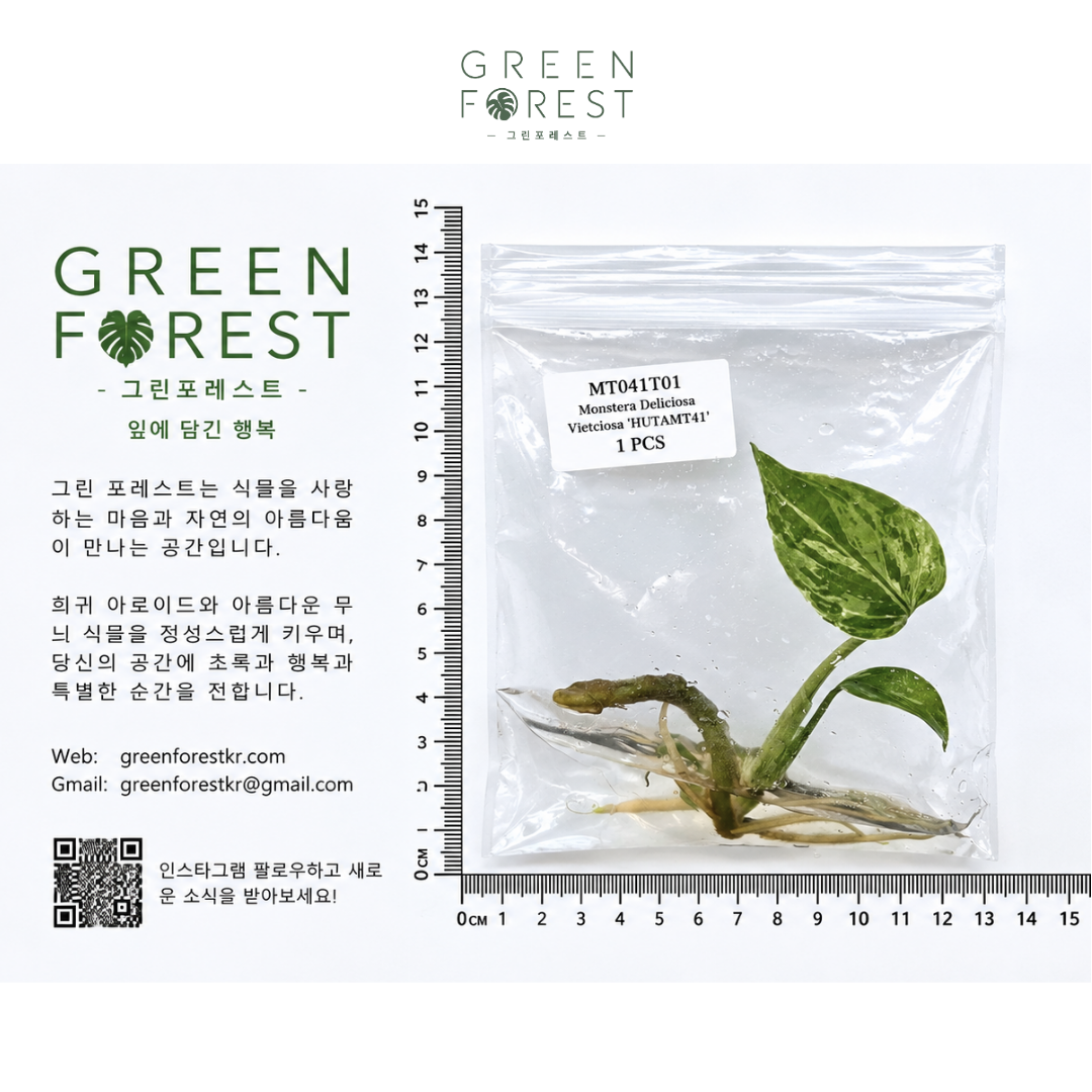몬스테라 비엣시오사 스탠다드 바리에가타 조직배양 - 재배자 선택 품종 (Monstera Vietciosa Standard Variegation)