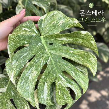 몬스테라 그린 스노우 조직배양 - 재배자 선택 품종 (Monstera Green Snow)