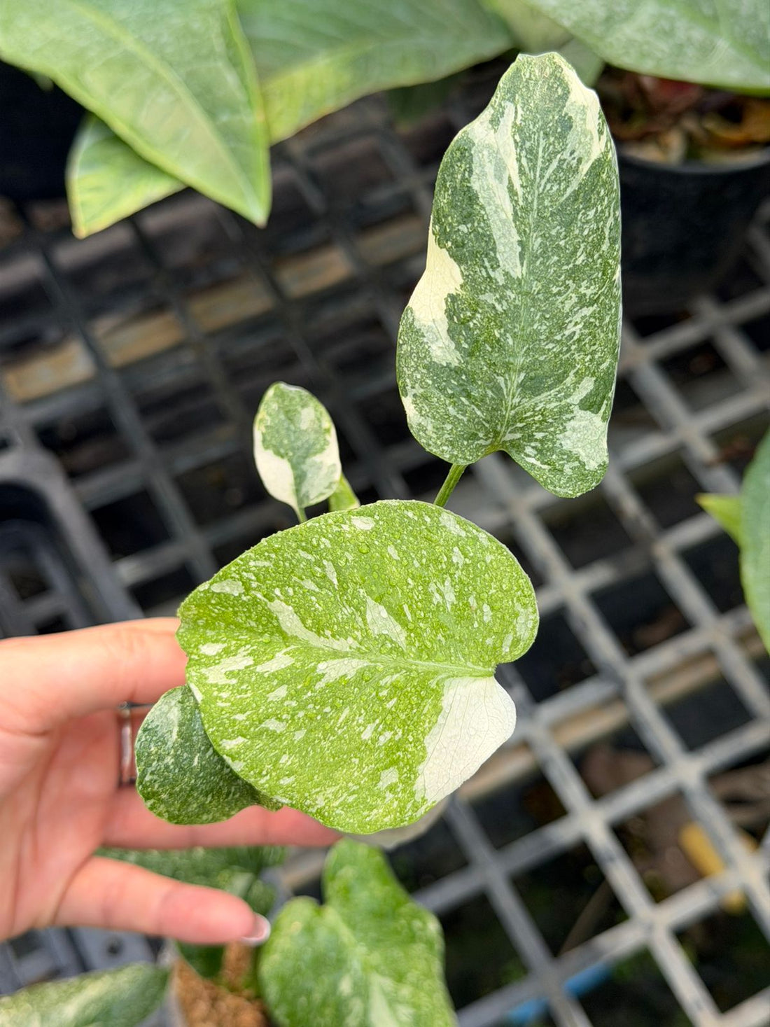 몬스테라 그린 스노우 조직배양 - 재배자 선택 품종 (Monstera Green Snow)